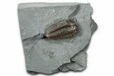 Prone Flexicalymene Trilobite - Mt Orab, Ohio #358141-1